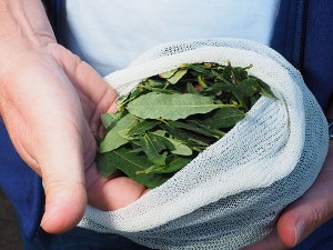 De gagelbladeren worden door Sytze Hoogstins betrokken van kruidenkweker Ida Haarsma uit Sumar en in de keuken van Admiraal’s brouwerij afgewogen en in 25 zakjes gedaan.