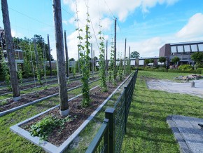 Frysk Fietsbier wordt exclusief voor Friesland Holland gebrouwen bij Us Heit in Bolsward (brouwerij met een eigen hoptuin!) onder supervisie van meesterbrouwer Aart van der Linde. Meer info: http://www.bierbrouwerij-usheit.nl/ 