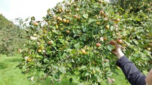 Van deze hoogstamappels worden het lekkerste Friese appelgebak en de heerlijkste appelsap gemaakt.