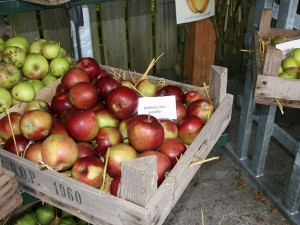 Pomologen onderzoeken 10 oktober 2015 in De Kruidhof appels uit uw eigen tuin. Frytsjam uit Twijzel maakt er ter plekke sap en moes van, als u dat wilt. 