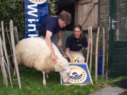 Biologische schapenboerderij De Zeekraal