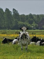 Melkveehouderij Obio